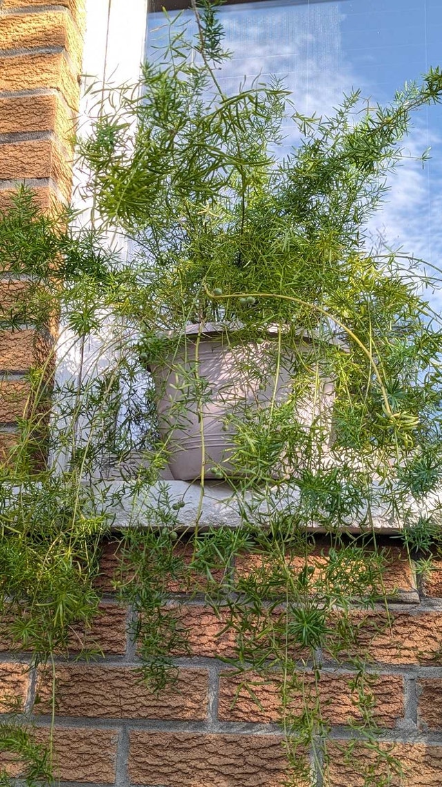 Asparagus Fern - photo 5