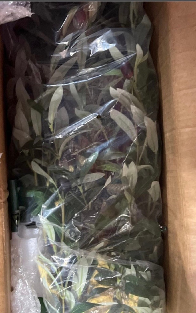 New in Box FEELEAD 5ft Faux Olive Tree with Planter - photo 5