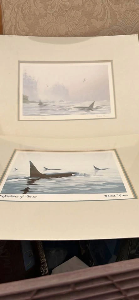 Set of Orca pictures by Bruce Muir