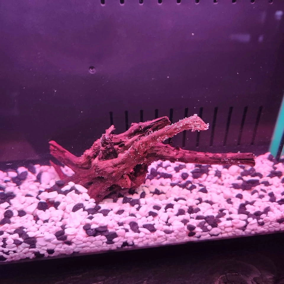 2 Small aquariums 2.5 gallons available - $65 each - photo 3