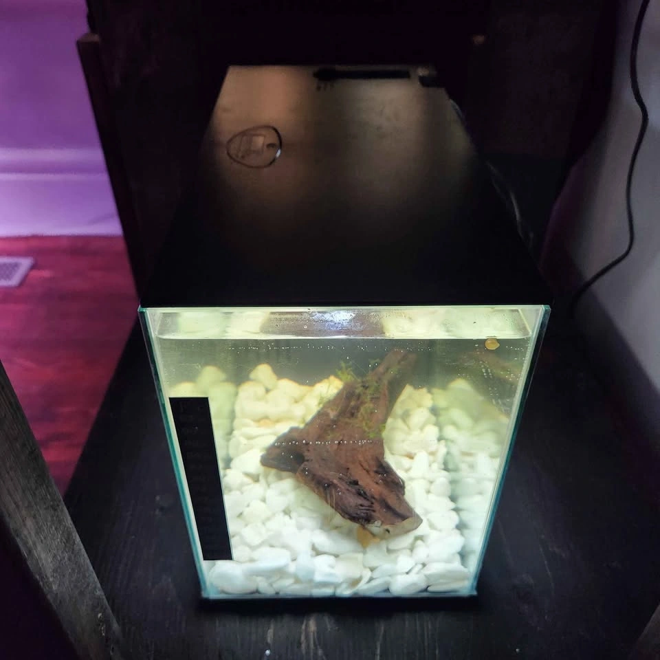 2 Small aquariums 2.5 gallons available - $65 each - photo 5