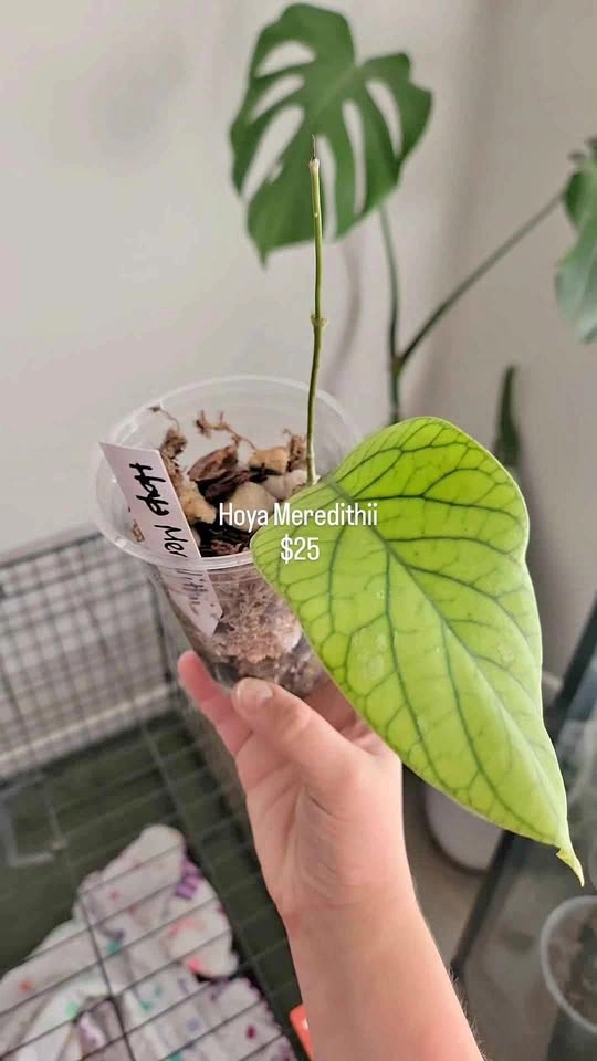 Hoya meredithii