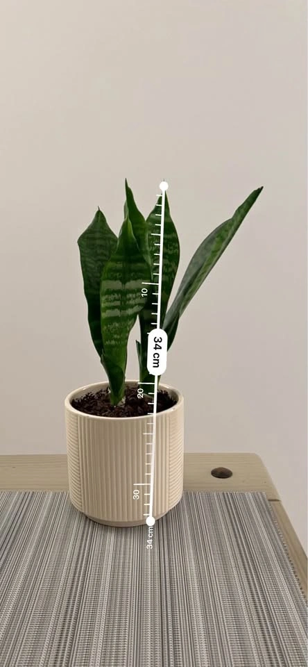 Beautiful Indoor Plants for Sale - Starting at $20