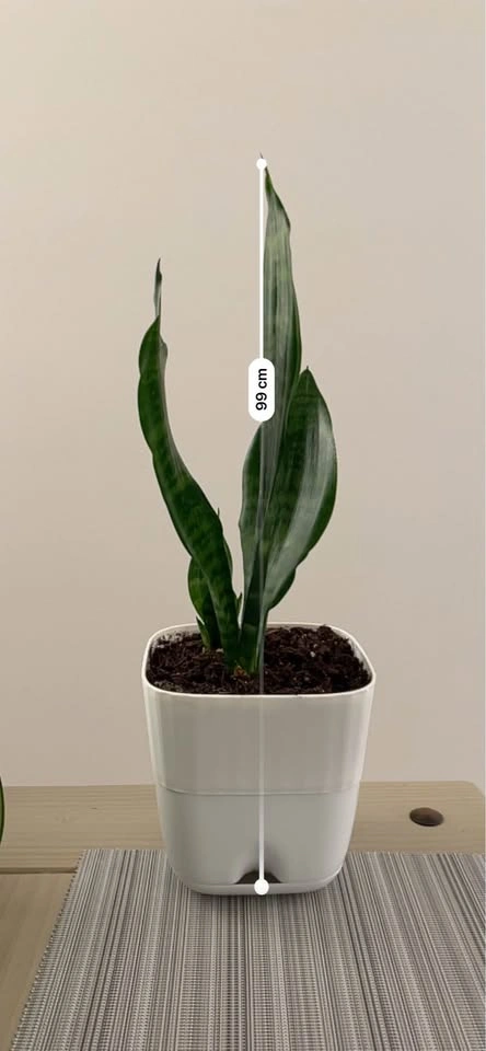 Beautiful Indoor Plants for Sale - Starting at $20 - photo 2