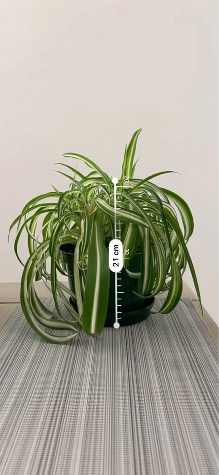 Beautiful Indoor Plants for Sale - Starting at $20 - photo 3