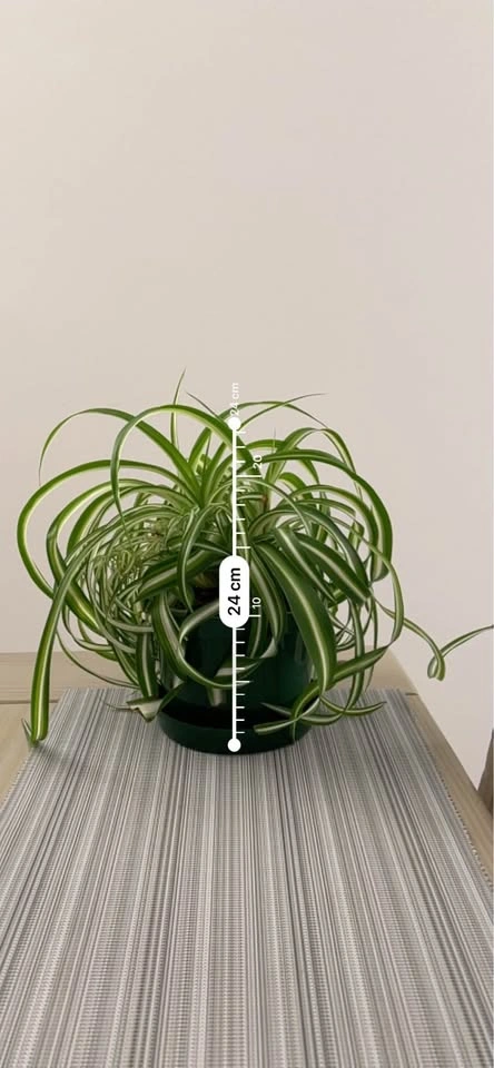 Beautiful Indoor Plants for Sale - Starting at $20 - photo 4