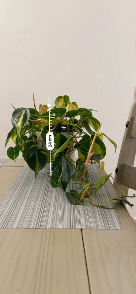 Beautiful Indoor Plants for Sale - Starting at $20 - photo 5