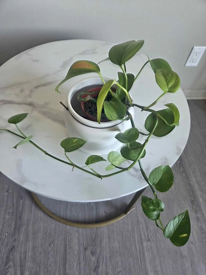 Pothos indoors plant in decorative pot