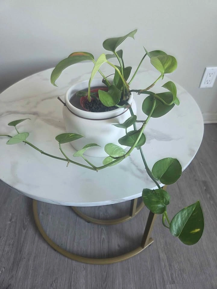 Pothos indoors plant in decorative pot - photo 2