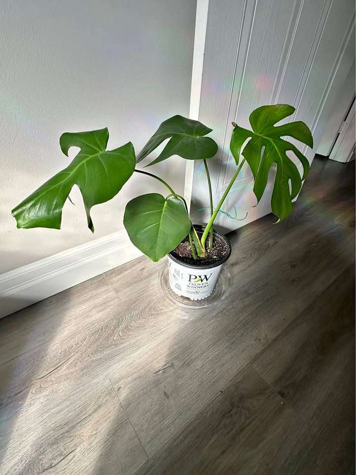 Monstera Deliciosa Plant