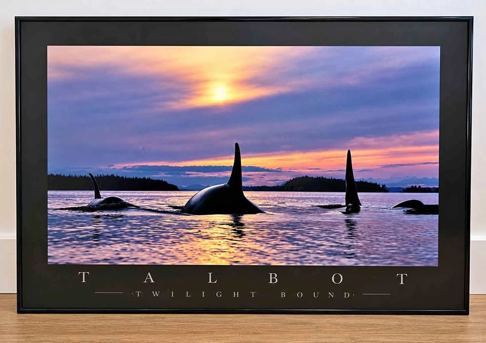 Orca Print