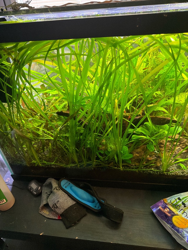 vallisneria