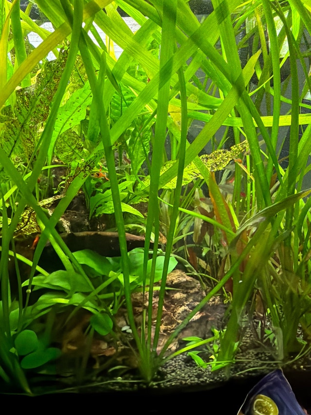 vallisneria - photo 2