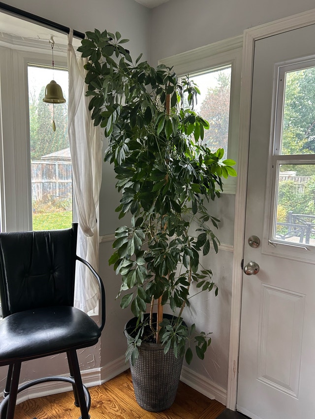 Large Umbrella Tree Potted Plant