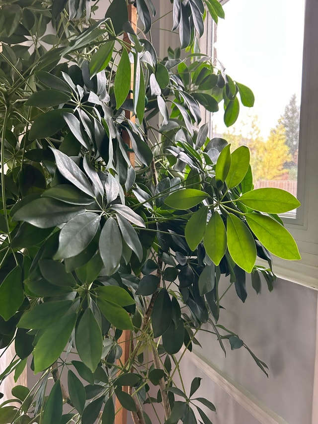 Large Umbrella Tree Potted Plant - photo 2