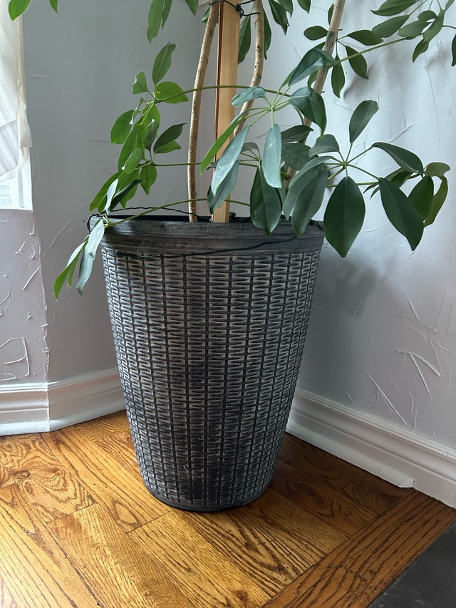 Large Umbrella Tree Potted Plant - photo 3