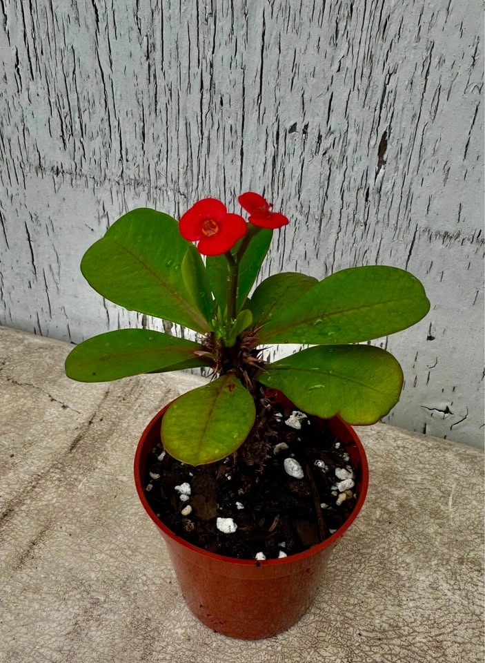Beautiful Crown Of Thorns Plant❣️