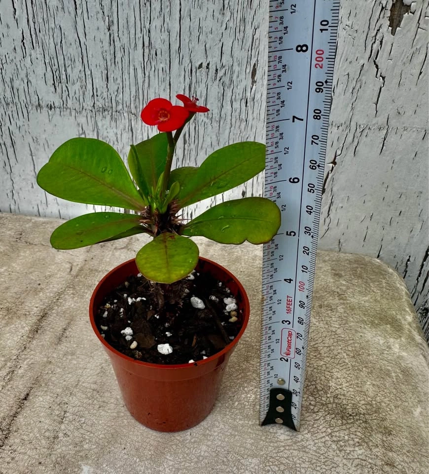Beautiful Crown Of Thorns Plant❣️ - photo 2