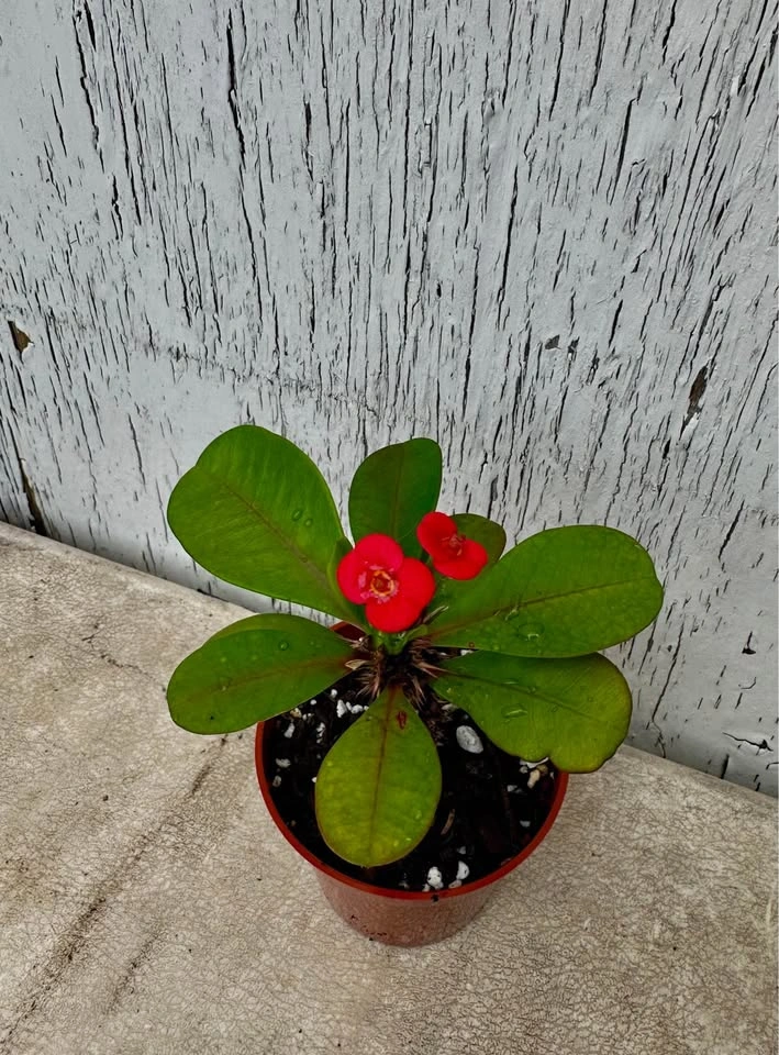 Beautiful Crown Of Thorns Plant❣️ - photo 3