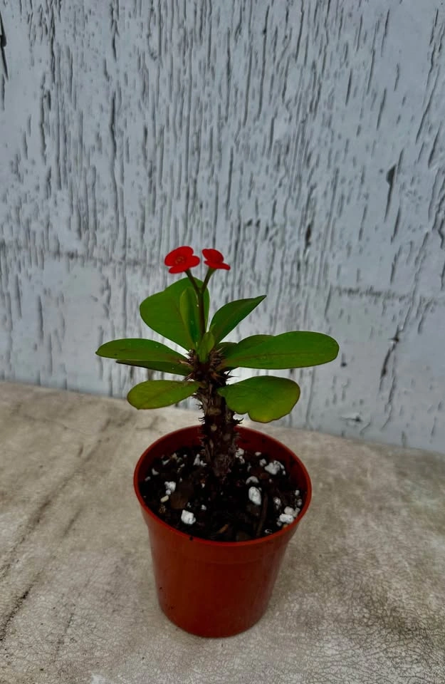 Beautiful Crown Of Thorns Plant❣️ - photo 4