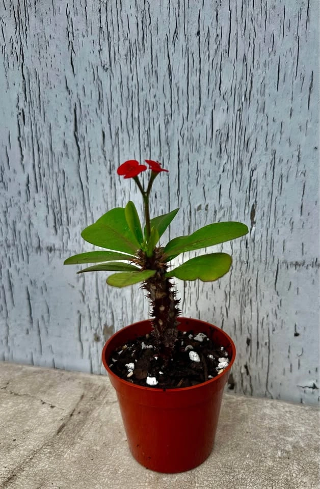 Beautiful Crown Of Thorns Plant❣️ - photo 5