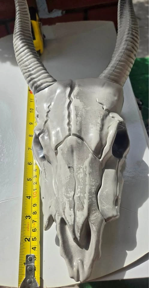 Plastic Longhorn Skull Halloween Decoration - Used Once, Like Ne