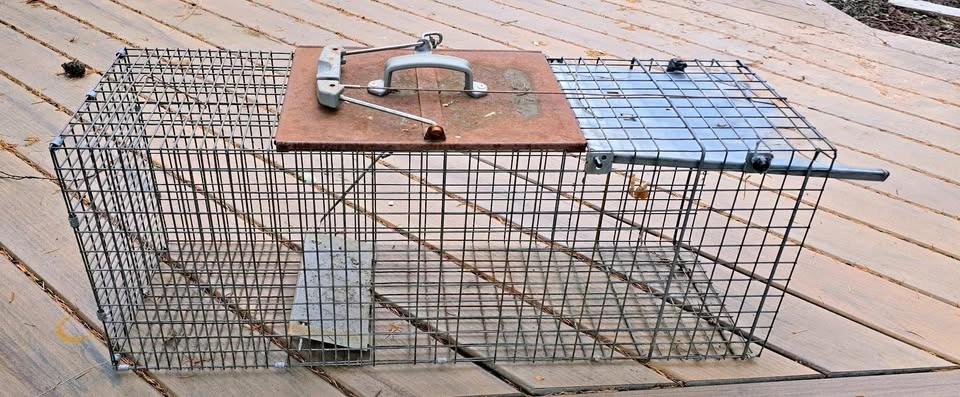 Havahart 1-Door Humane Live Animal Trap (Raccoons, Opossums, Cat