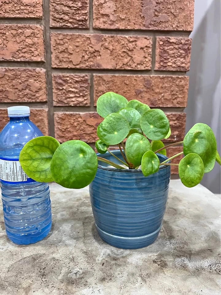 🌿 Pilea Peperomioides (Chinese Money Plant) @Mississauga
