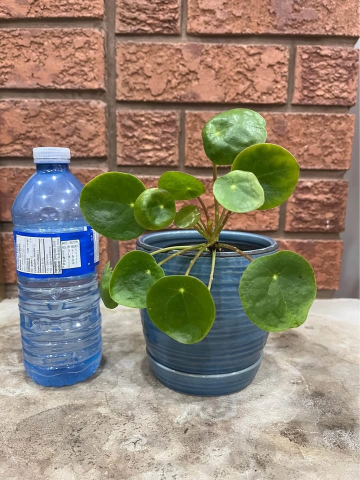 🌿 Pilea Peperomioides (Chinese Money Plant) @Mississauga - photo 2
