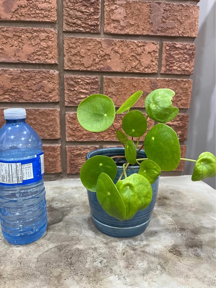 🌿 Pilea Peperomioides (Chinese Money Plant) @Mississauga - photo 3