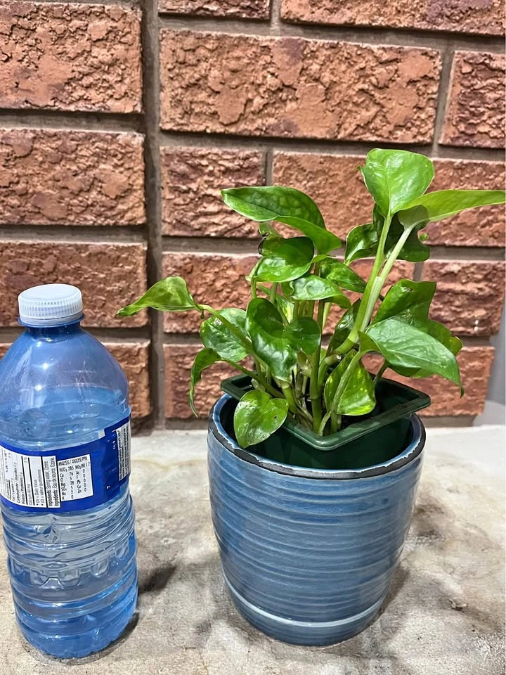 Money plant / Pothos @Mississuaga