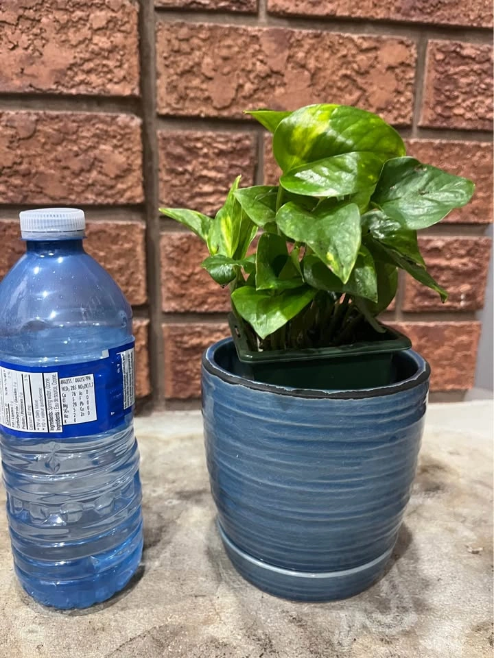 Money plant / Pothos @Mississuaga - photo 2