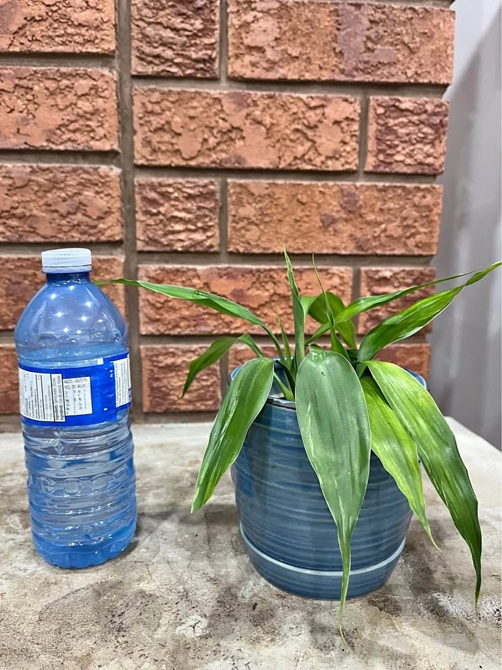 🌿 Lucky Bamboo Plant @Mississauga