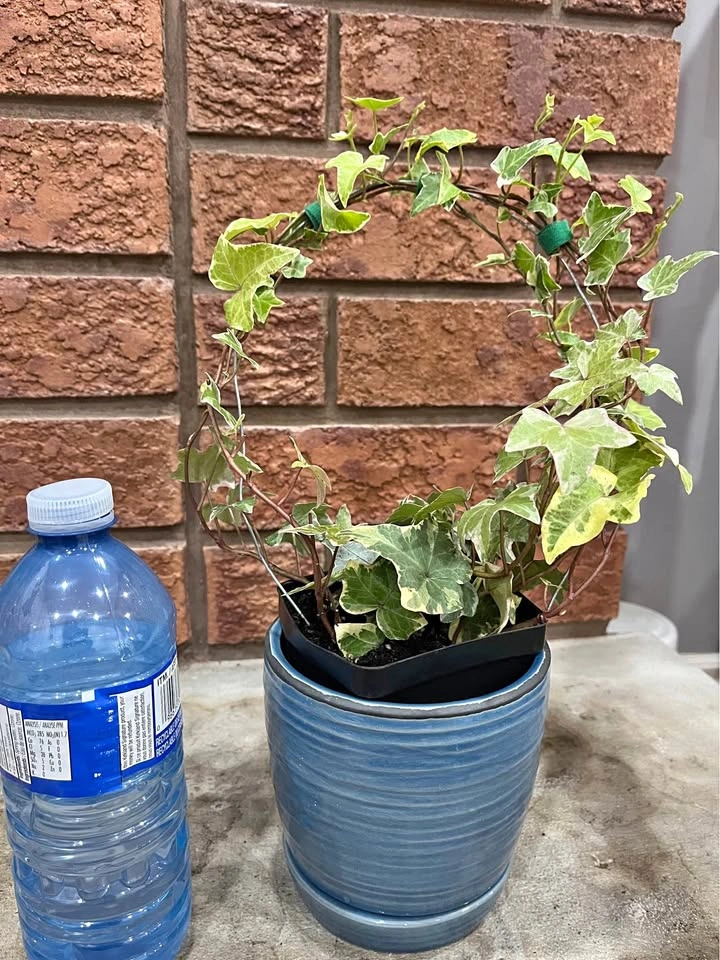 Variegated English Ivy @ Mississauga