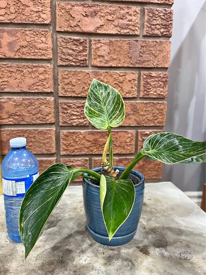 🌿 Beautiful Philodendron 'Birkin' in Blue Ceramic Pot