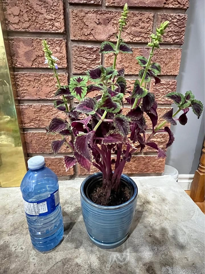 Coleus Plant @ Mississauga