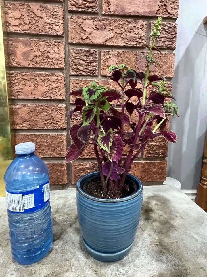 Coleus Plant @ Mississauga - photo 2