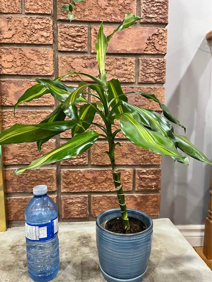 Variegated Dracaena @Mississauga