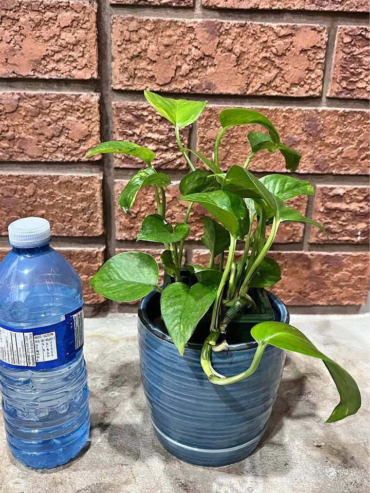 Money plant / Pothos