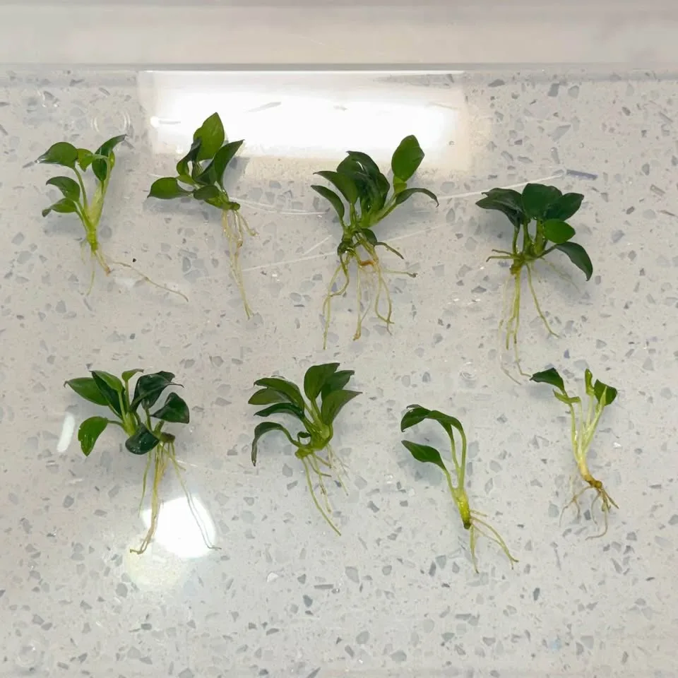 Anubias Barteri Nana "Bonsai" Aquarium plant image indicator(2)