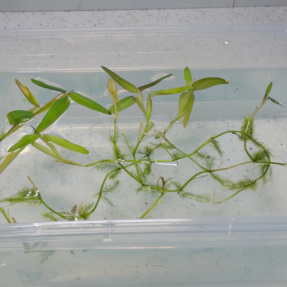 aquarium floating bamboo image indicator(2)