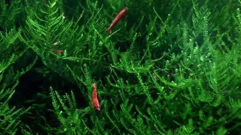 Aquarium christmas moss image indicator(2)