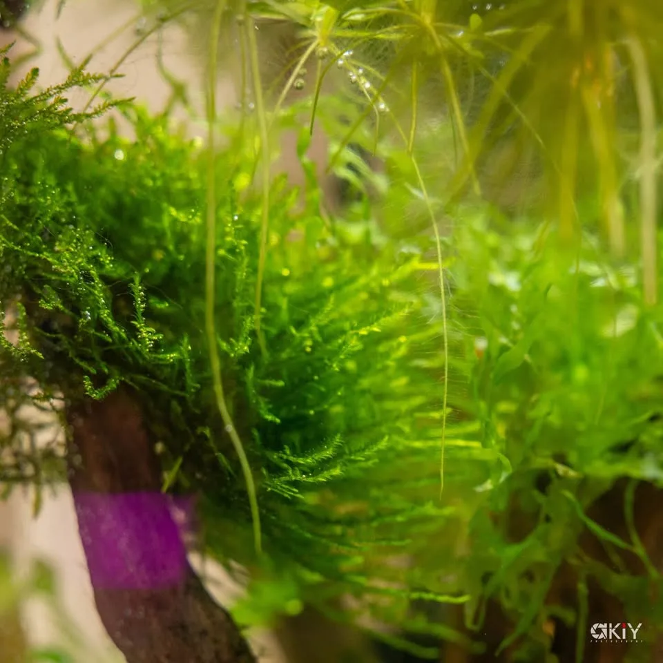 Aquarium christmas moss image indicator(3)