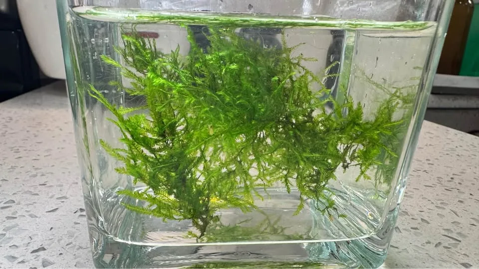 Aquarium christmas moss image indicator(4)