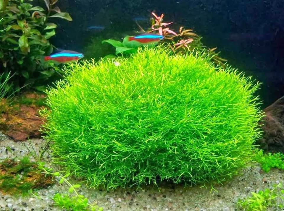 Riccia moss - Aquarium Plant