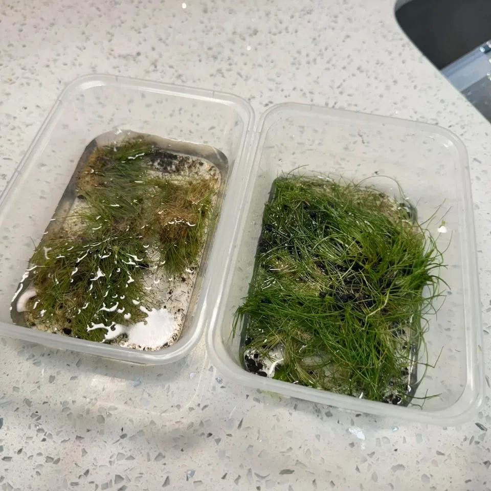 Hairgrass aquarium plant image indicator(2)