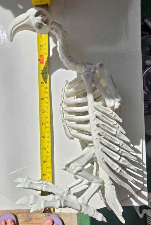 Plastic Skeleton Vulture Halloween Decoration – Used Once