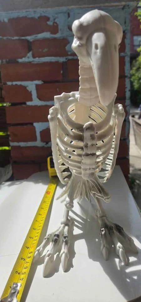 Plastic Skeleton Vulture Halloween Decoration – Used Once - photo 2