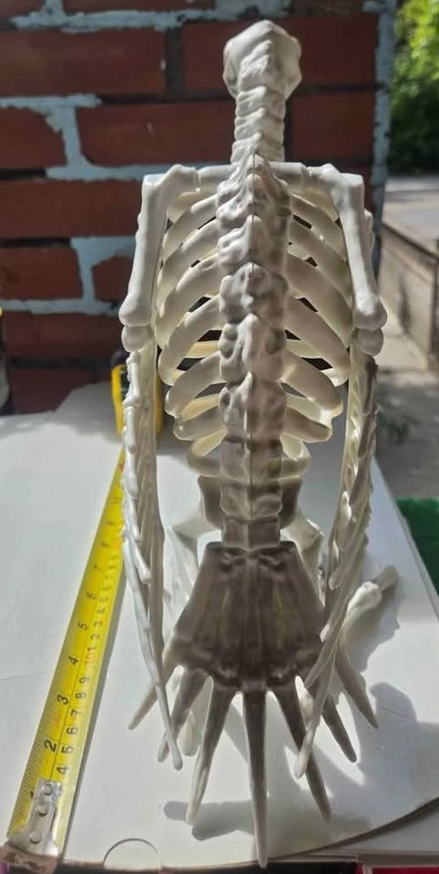Plastic Skeleton Vulture Halloween Decoration – Used Once - photo 3