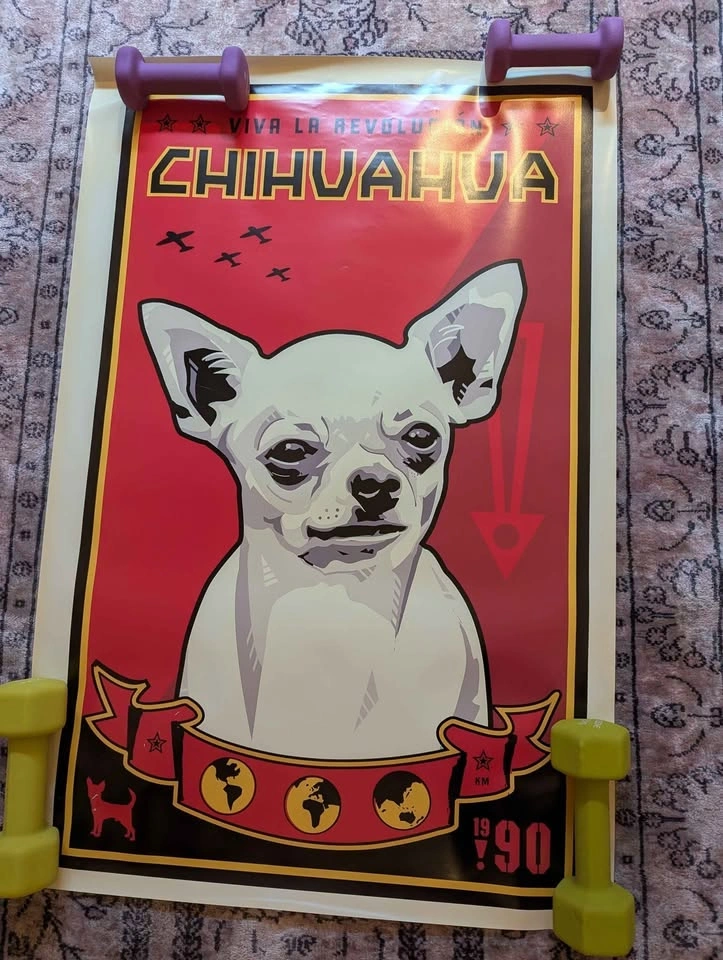 Chihuahua Poster | South Surrey / White Rock - photo 4